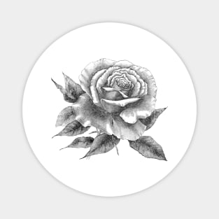 Rose Flower Tattoo Style Black and White Illustration Magnet